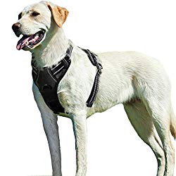 No-pull dog harness - product recommendation